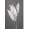 ASPIDISTRA 22" BLEACHED ASPIDISTRA 22" BLEACHED